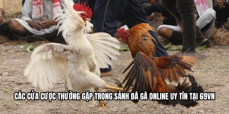 Các cửa cược thường gặp trong sảnh đá gà online uy tín tại MIBET