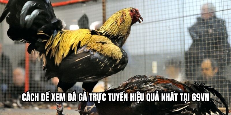 Cách để xem đá gà trực tuyến hiệu quả nhất tại MIBET