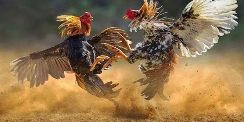 Điểm nổi bật làm nên tên tuổi của sảnh