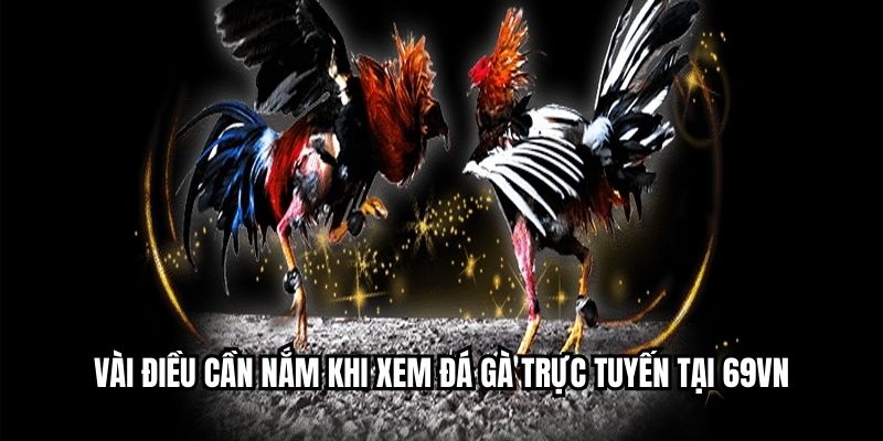 Vài điều cần nắm khi xem đá gà trực tuyến tại MIBET